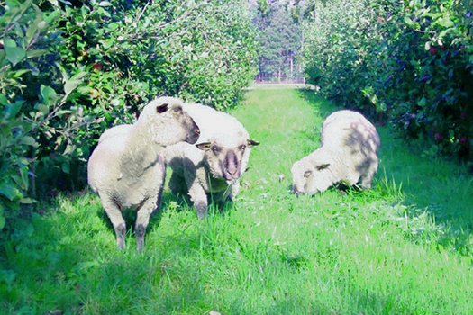 Schafe im Obstbau, Foto: Arche Wilhelminenhof