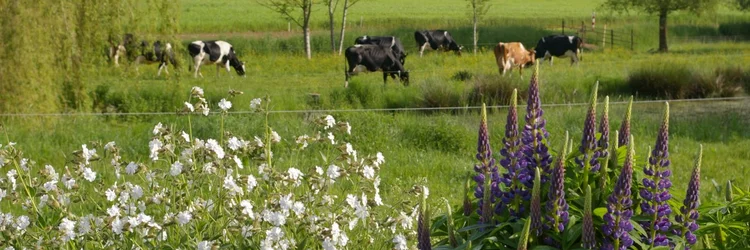 Rinder auf der Weide