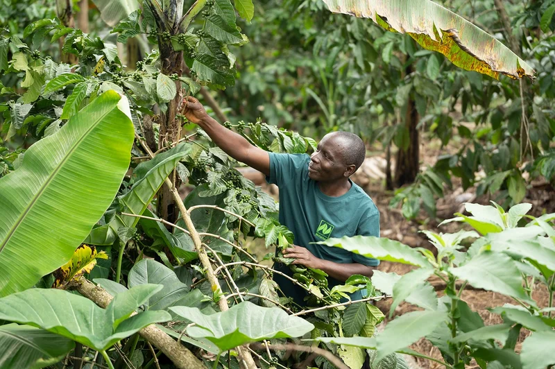 Bio-Kaffeeanbau in Uganda. Klick führt zu Großansicht in einer Lightbox. Zum Schließen der Lightbox ESC drücken.