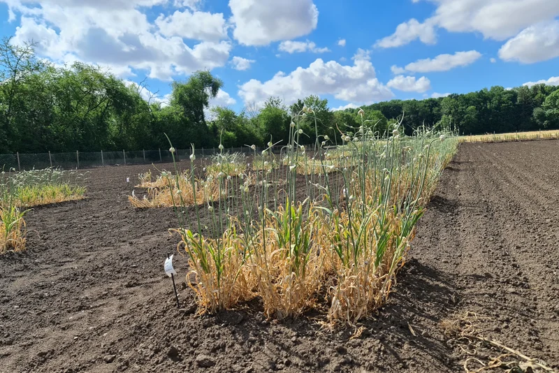 Knoblauchpflanzen auf Feld