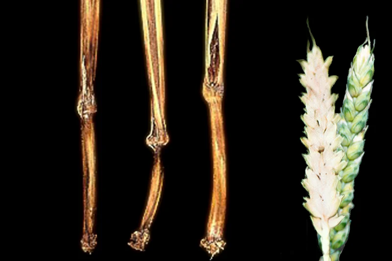 Schwarzbeinigkeit (Ophiobolus (Gaeumannomyces) graminis)