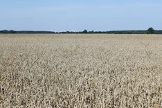 Blühstreifen oder Öko-Landbau? Forschungsteam vergleicht ökologische und wirtschaftliche Vorteile