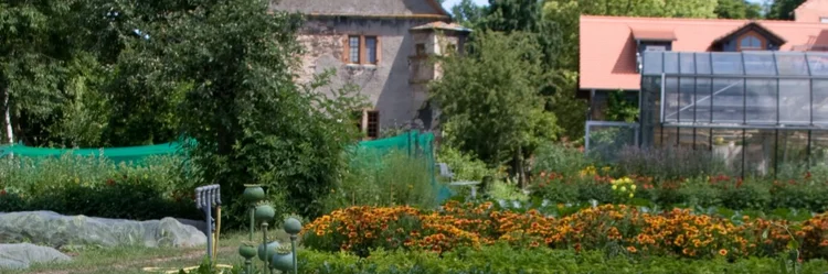 Blumenwiese