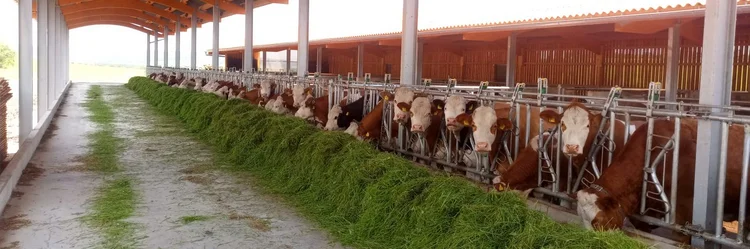 Kühe im Stall