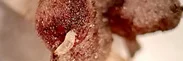 Blick auf einen Larvenfraß an einem Ackerbohnenknöllchen. Klick führt zu Großansicht.