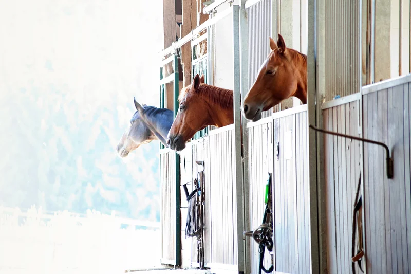 Pferd in Box. Klick führt zu Großansicht im neuem Fenster.