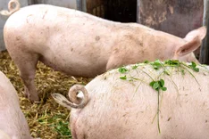 Was unterscheidet die Bio-Tierhaltung von der Freilandhaltung?