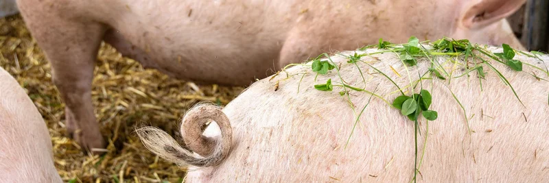 Kleegrass liegt auf dem Rücken eines Schweines.