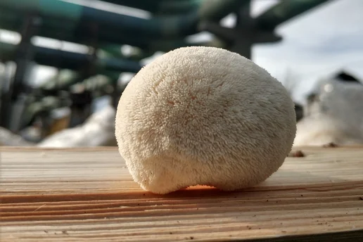Igelstachelbart. Klick führt zu Großansicht.
