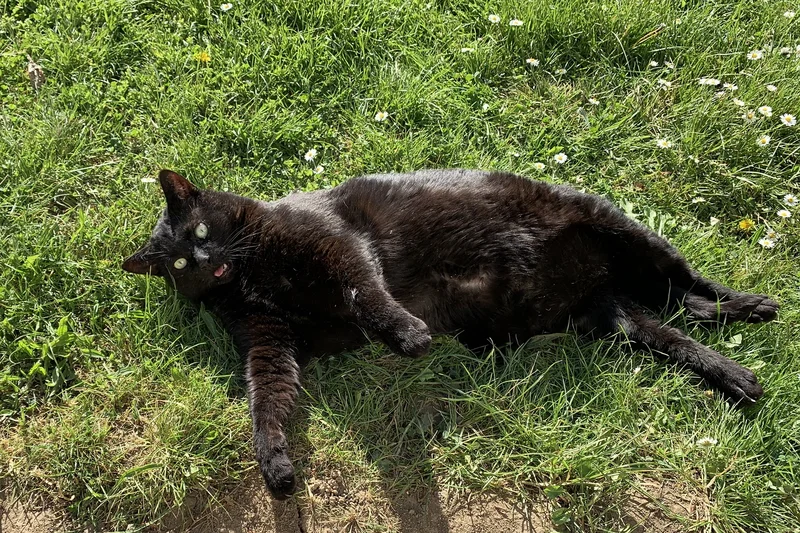 Schwarzer Kater auf Rasen.