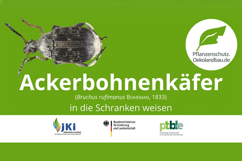 Vorschaubild des Films über Ackerbohnenkäfer. Klick führt zu Großansicht in neuem Fenster.