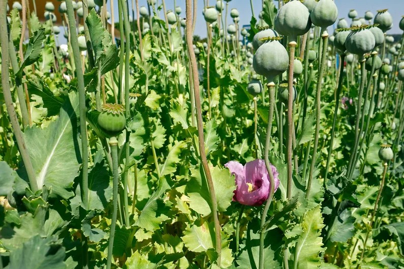 Blüte des Wintermohns Zeno Morphex.