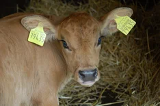 Kalb auf Pfarrgut Taubenheim. Klick führt zu Großansicht in neuem Fenster.
