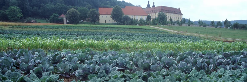 Kohlfeld