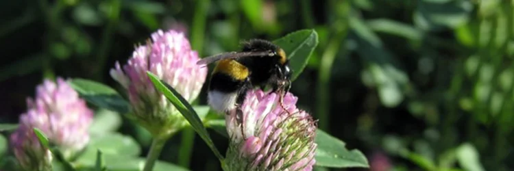 Rotkleeblüte mit Hummel
