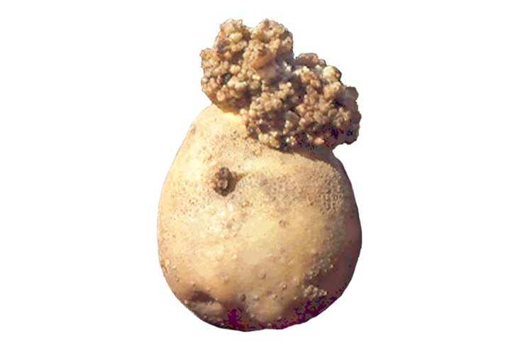 Kartoffelkrebs an Knolle. Klick führt zu Großansicht