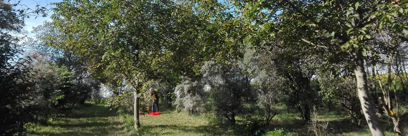 Waldgarten mit den Schwerpunkten Walnuss, Sanddorn und Holunder