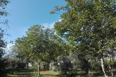 Waldgarten: So funktioniert das Anbausystem