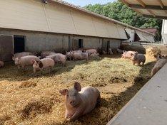 Schweine im Stroh