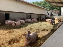 Praxisseminar zur Zerlegung und Verwendung von Schweinefleisch für die Gastronomie