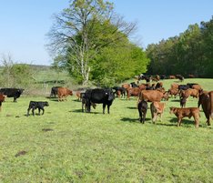 Interview zum Konzept Low Stress Stockmanship für Rinder