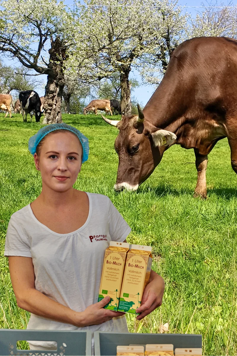 Kuh auf Streuobstwiese