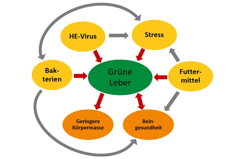 Diagramm