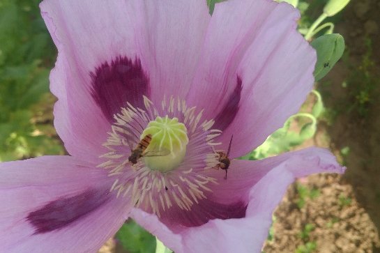 Blühende Mohnsorte Viola.