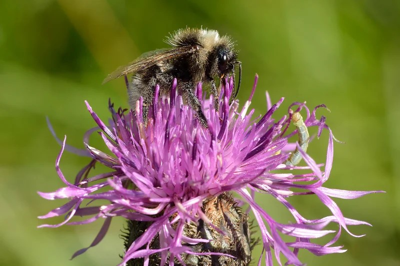 Feldhummel. Klick führt zu Großansicht in neuem Fenster.