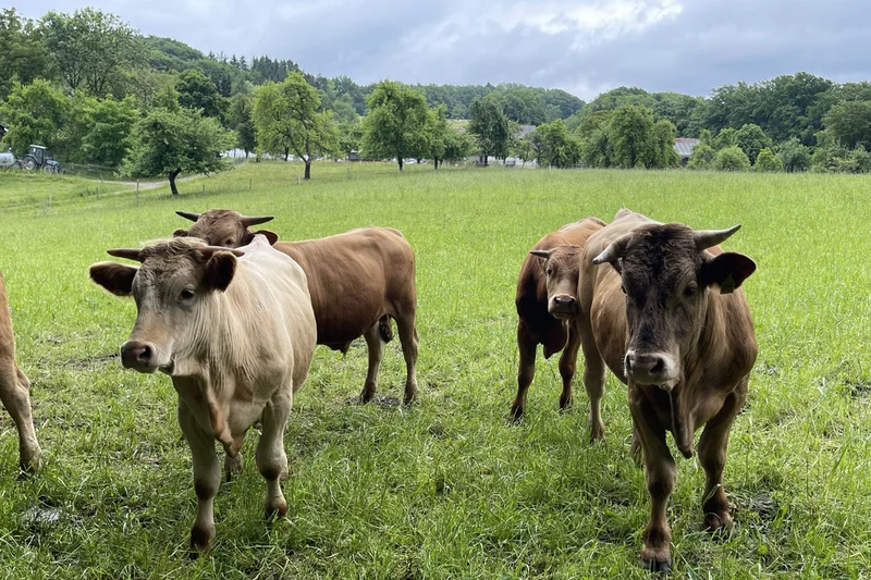 Rinder auf der Weide. Klick führt zu Großansicht, Schließen mit ESC