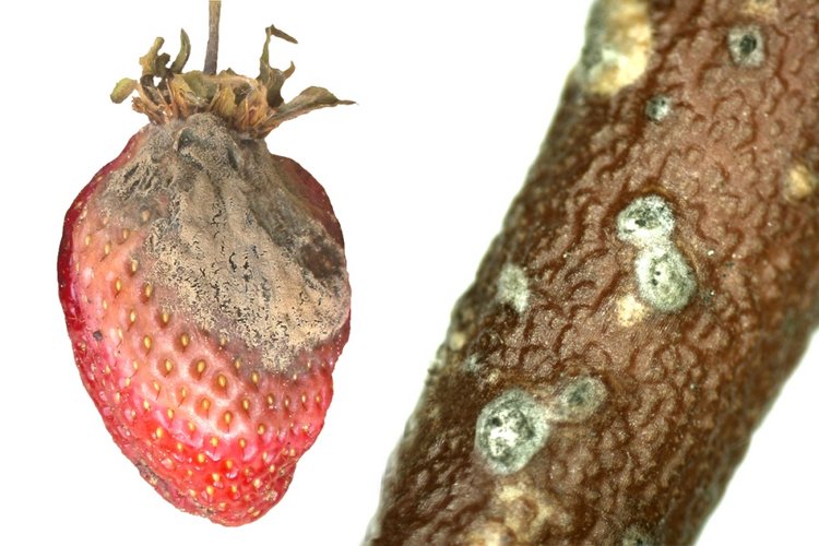 Schadbilder von Grauschimmel an Erdbeere und Heidelbeertrieb. Klick führt zu Großansicht.