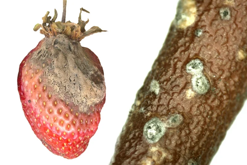 Grauschimmel, Graufäule an Beerenobst (Botrytis cinerea)
