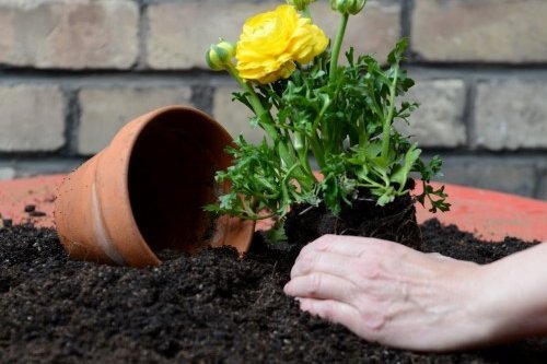 Umgekippter Blumentopf mit Erde, Hand gräbt in der Erde.