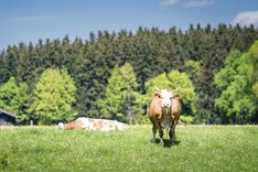 Bio-Wertschöpfungsketten in der Alpenregion Tegernsee-Schliersee