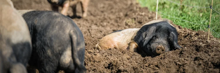 Schwäbisch-Hällisches Schwein mit schwarzem Kopf liegt auf dem Acker.