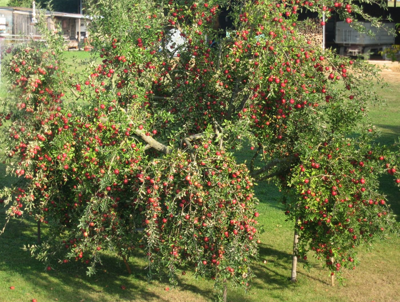 Apfelbaum
