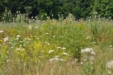 Mehrjährige Blühflächen: starker Hebel für mehr Biodiversität