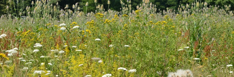 Mehrjährige Blühfläche mit blühenden Wildpflanzen, unter anderem Rainfarn, Wilde Karde, Wilde Möhre, Echtes Labkraut, Wilder Dost.