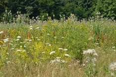 Mehrjährige Blühflächen: starker Hebel für mehr Biodiversität