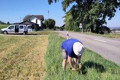 Ein Mann am Straßenrand, der in einem Randstreifen Proben entnimmt. Klick führt zu Großansicht.