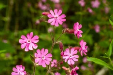 Die Pflanze des Monats April 2025: Rote Lichtnelke (Silene dioica)