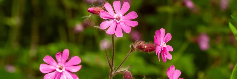 Rote Lichtnelke in der Natur.