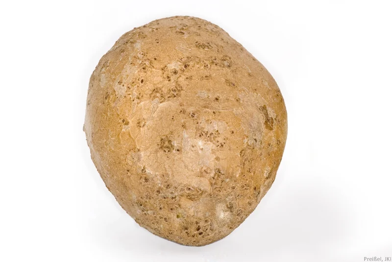 Kartoffelschorf (Streptomyces scabies)
