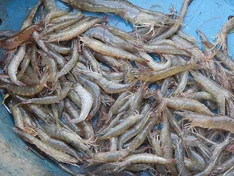 Bio-Garnelen