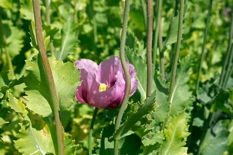 Mohnblüte.