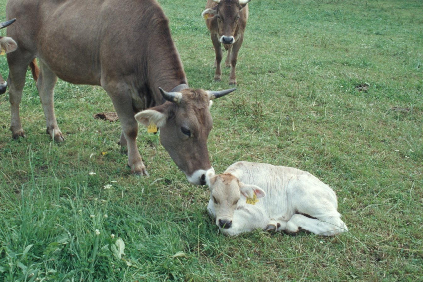 Kuh und Kalb auf der Weide.