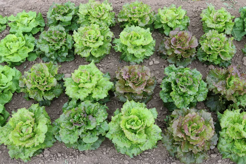 Salate, Foto: M. Götz