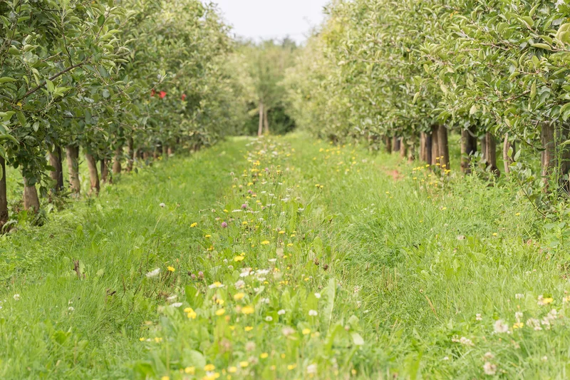 Förderung der Biodiversität in Obstanlagen