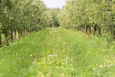 Förderung der Biodiversität in Obstanlagen