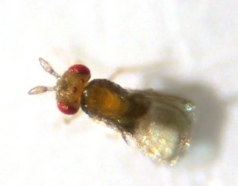 Trichogramma brassicae (Schlupfwespenart)